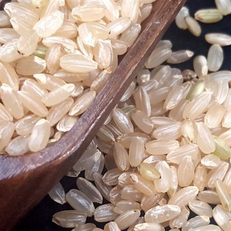 糙米 有机糙米 东北糙米新米胚芽活米糙大米 和粮农业厂家批发定制