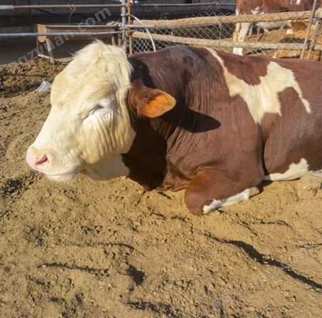 新 疆散养 西门塔尔公牛 700公斤以上 采食能力强 易养活