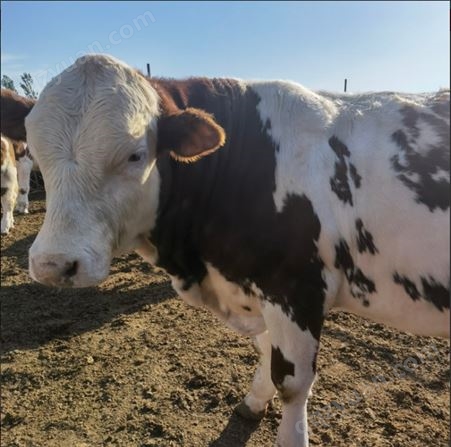 新 疆散养 西门塔尔公牛 700公斤以上 采食能力强 易养活