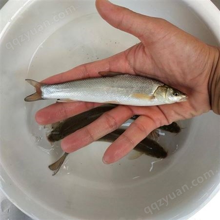 鱼场直售大量批发银鳕鱼苗 淡水大鳞鲃银鳕鱼苗种出售 银鳕鱼苗