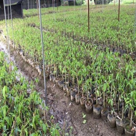 奇楠沉香苗基地供应 品种优良 技术支持 纯种奇楠苗