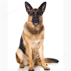 销售德国牧羊犬 纯种黑背犬幼犬 四肢健壮 动作灵敏性情温顺
