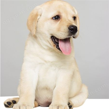 出售拉布拉多幼犬 大型宠物犬养殖基地  品种优良 视频挑选