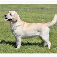 成年拉布拉多犬  长期养殖 小型宠物犬 健康活体 饲养简单