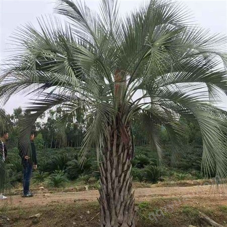 布迪椰子基地 常绿观赏树供应移植布迪椰子树 树形优美 耐寒耐旱