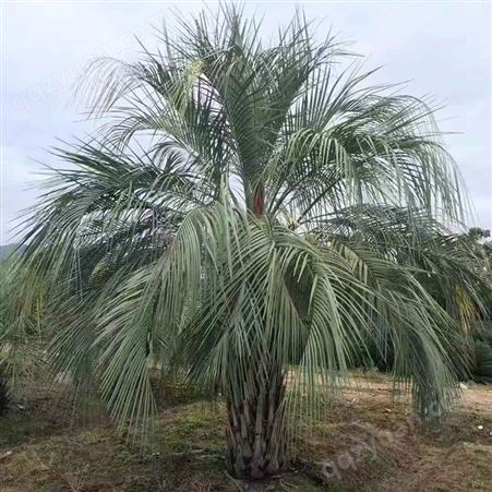 布迪椰子基地 常绿观赏树供应移植布迪椰子树 树形优美 耐寒耐旱