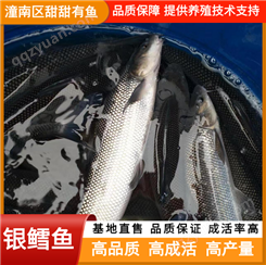 银鳕鱼 成品淡水鱼批发 品质优良 鱼苗养殖基地提供技术支持 甜甜有鱼